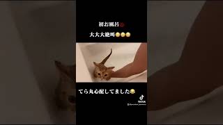 風呂入れて虐待はやめておもしろすぎwwww #猫 #かわいい #面白い #動物 #shorts