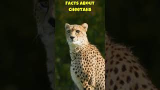 What do you know about Cheetahs ? #animals #cheetah