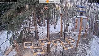 2025-01-28 - Foothills Birds - Live BirdCam [65+ Species]