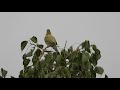 green pigeon hariyal maharashtra state bird