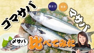 【ゴマサバ】ゴマサバとマサバ、どっちが美味しいか食べ比べ！夏の陣（〆サバ編）｜クラハシ公式