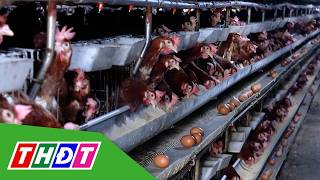 Giá gà thịt tại Đồng Tháp giảm, người nuôi lỗ nặng | THDT