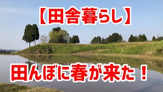 【田舎暮らし　春】田んぼが美しく光り輝く日常の風景【富山県南砺市】