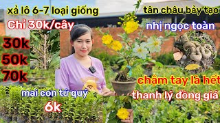 🌲22/2☎️vườn mai chị Nhi🌲xả hàng thanh lý🌲giá 30k/cây🌲10 tặng 1🌲xả rẻ đồng giá