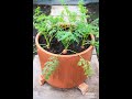 #gardening #amazing garden how to grow colorful carrots