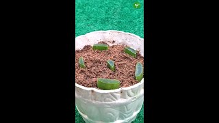 How to Grow Aloe Vera from Leaf Cutting #garden #trending #shorts