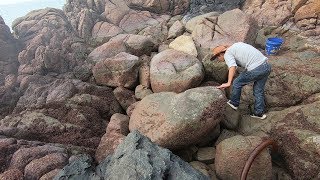 堆满大石块的水坑躲极品货，正在食用值钱野味，一只就能卖几百块