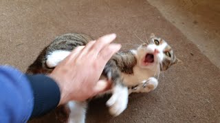 Cat Mica eats my hand | Crazy cat