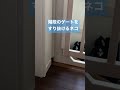 ネコにはゲートの意味無し shorts 猫動画