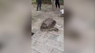 Villagers try to catch a goat-eating python