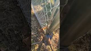 How to Stretch a Chain Link Fence Like A Pro 👍🏻 #protips #chainlink #fence