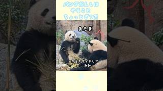 パンダ男子シャオくん🐼やることちょっと雑?!レイちゃんにタケを当て放題?!😆2024/3/25 #shorts #双子パンダ #上野動物園