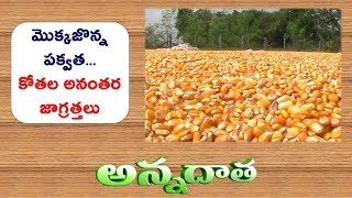 Post Harvest Care of Maize || ETV Annadata