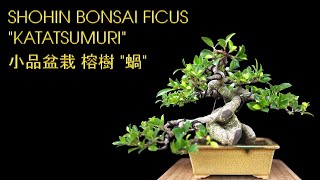 Shohin Bonsai Ficus \