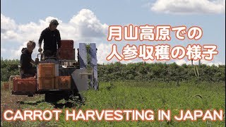 月山高原育ちのにんじん収穫 CARROT HARVESTING IN JAPAN