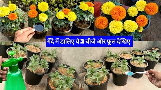 अगर बड़े बड़े और ज्यादा फूल चाहिए तो अभी डालिए ये खाद ।। Best Fertilizer For Marigold Plant