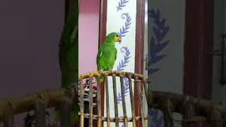 Amazon parrot #parrot