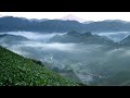 絶景。秋の茶畑から、雲海と富士山を撮影