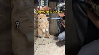 【#皮咔丘是只喵】猫猫:爸 你看我这腿长能挠到谁呀? #猫:你什么意思