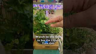 😎⛱️Aerogarden SUMMER SAVORY Tour😎plus aerogarden light timer goes off!✨aerogarden shorts