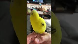 まるでミリオンカード🃏 #セキセイインコ （インコの羽繕い、抜け羽）