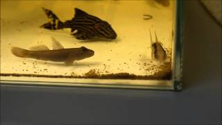 Rhinogobius Candidianus feeding 明潭吻蝦虎，入缸五天飼料進食中