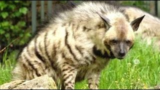 வரிக் கழுதைப்புலி (striped hyena, Hyaena hyaena)