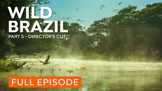 Amazon Rainforest | Wildlife of the Amazon Jungle | Nature Documentary