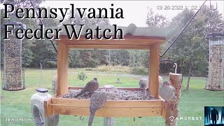 PENNSYLVANIA FEEDER CAM!  Birds and other creatures