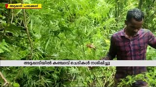 അട്ടപ്പാടിയില്‍ മുരുഗള ഊരിന് സമീപം വനത്തിലെ കഞ്ചാവ് ചെടികള്‍ നശിപ്പിച്ചു| Mathrubhumi News