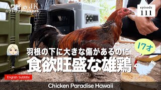 Rooster with a large scar under his wing but a good appetite EP111