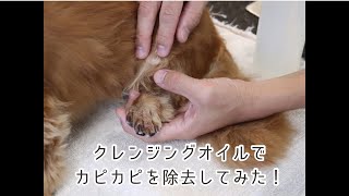 クレンジングオイルを使って角質をスッキリ除去［兵庫ペット医療センター トリミング尼崎本院］Happy dog glooming