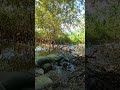 amazing river flow bubbles sound satisfying video for better sleep asmr philippines