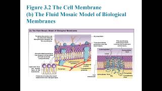 Chapter 3: Cells and Tissues