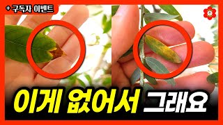 내가 키우는 식물이 죽지않고 평생가는 단 '한가지' 방법ㅣ우리집 식물 왜이래? 오늘도 당신의 식물이 아픈 이유 [품절주의 무료 이벤트 있어요]