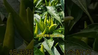 科学管理，辣椒才能更高产 #好肥料用事实说话 #辣椒种植 #服务三农 快手