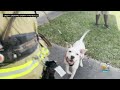 dog rescued from lauderdale lakes house fire