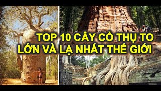 💚 Top 10 cây cổ thụ to lớn và độc đáo trên thế giới. (Top 10 biggest and famous Tree in the world)