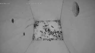 20230211 am Live bird box