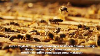 Arılar Bu İşi Biliyor! - Honey Leaves