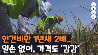 인건비만 1년새 2배.. 일손 없어, 가격도 '감감' / JIBS / 제주 / 2023.05.10