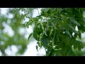 styphnolobium japonicum japanese pagoda tree