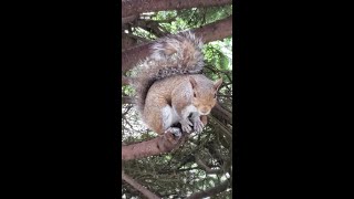 Alarmed squirrel keeps barking, and barking at me too...