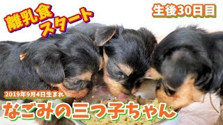 2019年9月4日生まれ・なごみの三つ子ちゃん(生後30日目)