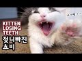 유튜브 최초! 고양이 이빨 빠지는 순간! 젖니 빠진 쵸비 KITTEN BABY TEETH FALL OUT 유튜브 최초! 고양이 이빨 빠지는 순간! 젖니 빠진 쵸비 KITTEN BABY TEETH FALL OUT
