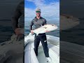 reef donkeys and goliath tanks fishing florida offthehookchartersvenice