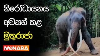 නිරෝධායනය අවසන් කළ මුතුරාජා || Muthu Raja Tusker || Monara