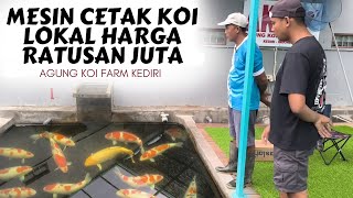 Isi Kolam Filter Milik Breeder Koi Legend | Agung Koi Farm Kediri