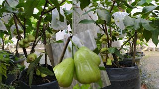 Tabulampot jambu madu Deli hijau