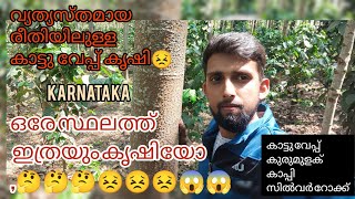 കാട്ടു വേപ്പ്/കാട്ടുകടുക്ക/മലവേമ്പ്/Milia dubia/ neem  കൃഷി  Kerala .kannur #agriculture